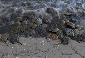 Counting Crabs In Delaware