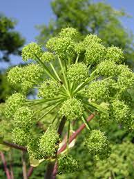Angelica root organic