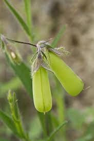 Image result for Kotschya uguenensis