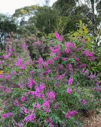 Image result for Indigofera cecilii