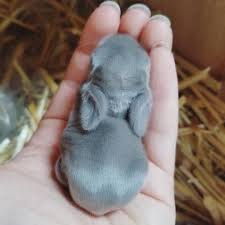 28 Korean Street Fashion Cute Baby Bunnies Cute Animals Baby Bunnies