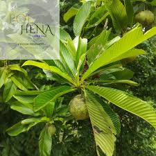 Image result for Dillenia