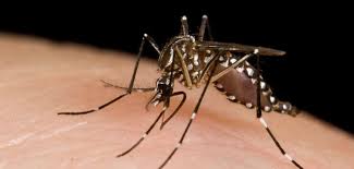 We would like to show you a description here but the site won't allow us. Zikavirus Zwanger Of Een Kinderwens Wat Te Doen Gezin Op Reis