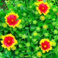 Image result for Gaillardia `Kobold`