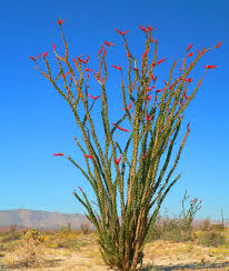 An ocotillo and palo verde tree team up to prove that the desert is all about color at this time of ocotillos are pros at conserving water. Ocotillo Cactus For Sale Plants Scottsdale Phoenix Envirogreen