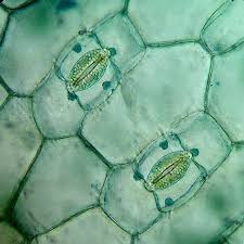 They possess cell wall but no nucleus. Longitudinal Section Of Stained Plant Cell Stomata Microscopic Photography Things Under A Microscope Plant Cell