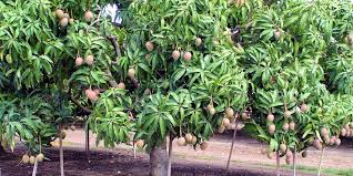 Feb 15, 2019 · the wild mango tree, also known by its scientific name, mangifera indica, is a species of the anacardiaceae family and of the mangifera genus. Mango Transgen Datenbank Pflanzen Transgen De