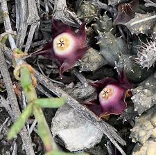 Image result for Duvalia