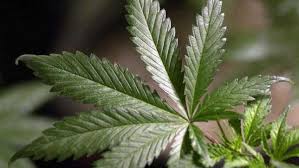 The medical marijuana identification card program is not authorized to provide information on acquiring marijuana. Nbc 10 I Team Medical Marijuana Law Leads To Unintended Consequences Wjar