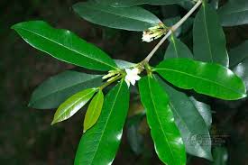 Image result for Mascarenhasia