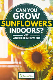 Follow this process for super summer once the seedlings have germinated, thin them out to 45cm apart. Can You Grow Sunflowers Indoors Yes And Here S How To Garden Tabs