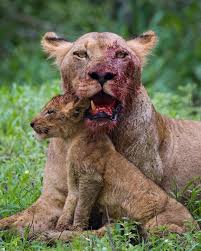 مارك دمبلتون مصور محترف من جنوب أفريقيا تمكن من التقاط هذه الصورة للبوة تعاركت مع أحد الضواري بشراسة بالغة لدرجة أنها فقدت african wildlife royal lion lions