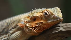 Maybe you would like to learn more about one of these? Common Bearded Dragon Pogona Barbata Stock Footage Video 100 Royalty Free 1015077262 Shutterstock