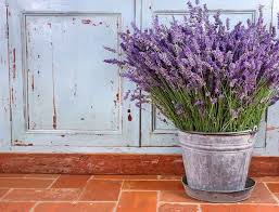 Water in the morning, at the base of the plant and try to avoid dampening the foliage. Best Lavenders For Pots And Containers