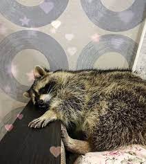 14 Funny Raccoons Sleeping In Hilarious Positions Raccoon Funny Cute Raccoon Cute Animals