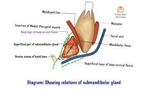 Image result for Submandibular Exam