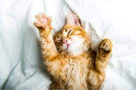 How Long Do Cats Live Vet Answers Age Chart Pet Life Today