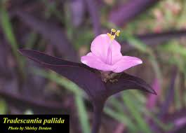 Image result for Tradescantia pallida