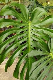 Follow these instructions to propagate your monstera deliciosa: Monstera Deliciosa Care Guide How To Grow An Indoor Swiss Cheese Plant