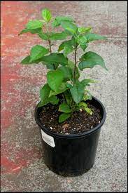 Ehow may earn compensation through affiliate links in this story. Plants Life Cycle Of An Apple Tree What A Lovely Day Don T You Think