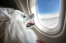 Pet must be at least 10 weeks old for domestic travel and 16 weeks old if traveling to the u.s. Carry On Pet Policy By Airline The Full Rundown Shermanstravel