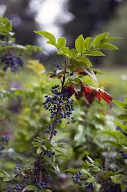 Sie haben nicht sehr viel licht im garten und wollen deswegen tolle schattenpflanzen finden, die ihnen dennoch viele farbenfreude bringen? Straucher Fur Schattige Und Trockene Standorte Freudengarten