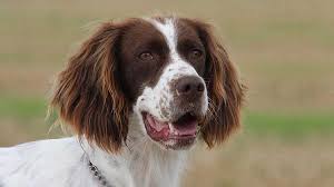 The extinct english water spaniel was used to retrieve water fowl shot down with arrows. French Spaniel Price Temperament Life Span