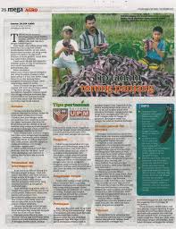Universiti putra malaysia 43400 upm serdang selangor darul ehsan, malaysia. Tips Pertanian Bersama Upm Tip Tanam Terung Panjang Sekolah Pengajian Siswazah