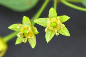 Image result for Monopsis zeyheri