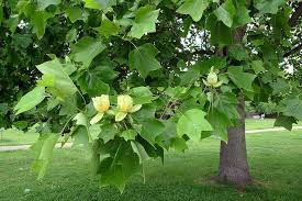 10.3 years ago blackberries, peach,. Most Profitable Poplar Tree Farming In India Information Guide Farm News India