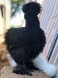 Silkie Chickens - Silkie Bantam Chicken Hatchery Special  Cackle Hatchery