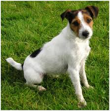 Anything and everything dealing with parson russell terriers or mixed prts. Parson Russell Terrier Facts Pictures Puppies Breeders Temperament Animals Adda