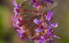 Image result for Pelargonium grossularioides