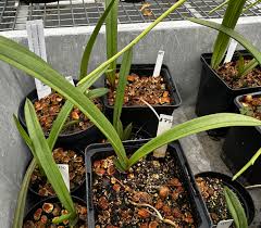 Image result for Eulophia clitellifera