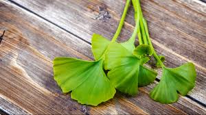 Check out these major ginkgo biloba benefits, including how it can help with muscle soreness and headaches. China Trial Reveals Ginkgo Biloba S Cognitive Benefits For Stroke Survivors