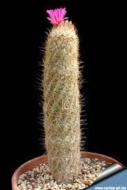 Moving cacti in the landscape, especially large specimens, can be a challenge. Thelocactus Hastifer