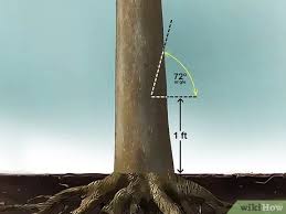 Can i use a fallen tree for firewood? How To Fell A Tree With Pictures Wikihow