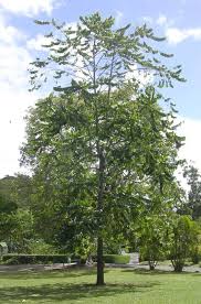 Image result for Cananga