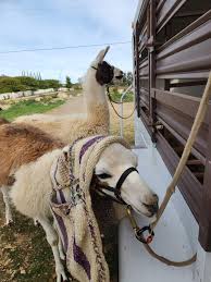 Black Mountain Pack Llamas