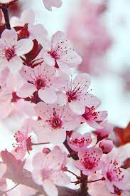 3d high decoration background wallpaper,n3d wallpaper design with floral for photo mural background Hd Wallpaper Spring Spring Flowers Pink Pink Flowers Fresh Wood Branch Wallpaper Flare