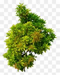 Shrub Clip Art Arbusto Animado Png Free Transparent Png Clipart Images Download 1,655 transparent png illustrations and cipart matching hedge. shrub clip art arbusto animado png