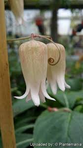 Image result for Adenia stenodactyla