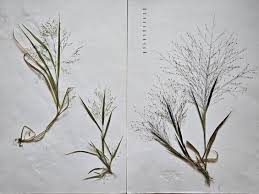 Image result for Panicum pilgeri