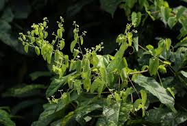 Image result for Helinus