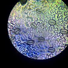 We did not find results for: Leaf Structure Under The Microscope