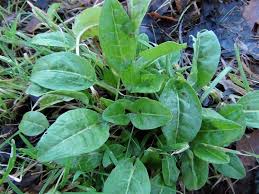 We did not find results for: Common Sorrel Garden Sorrel Narrow Leaved Dock Spinach Dock Rumex Acetosa