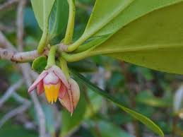 Image result for Ternstroemia polypetala