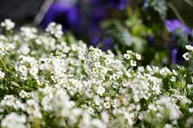 Cestino di fiori gialli e bianchi. Fiori Bianchi Primaverile Fotografie Stock Freeimages Com