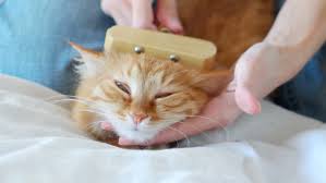 Kedilerde Tuy Bakimi Nasil Yapilir En Iyi Kedi Taraklari Kedi Blog