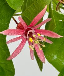 Image result for Passiflora sanguinolenta